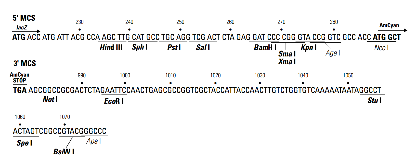 pAmCyan 载体多克隆位点 点击看大图 pAmCyan 多克隆位点